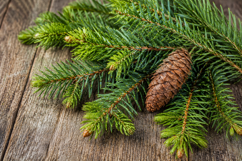 Fir