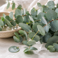 Pure Eucalyptus