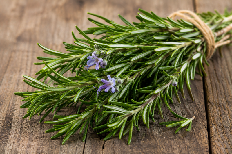 Rosemary