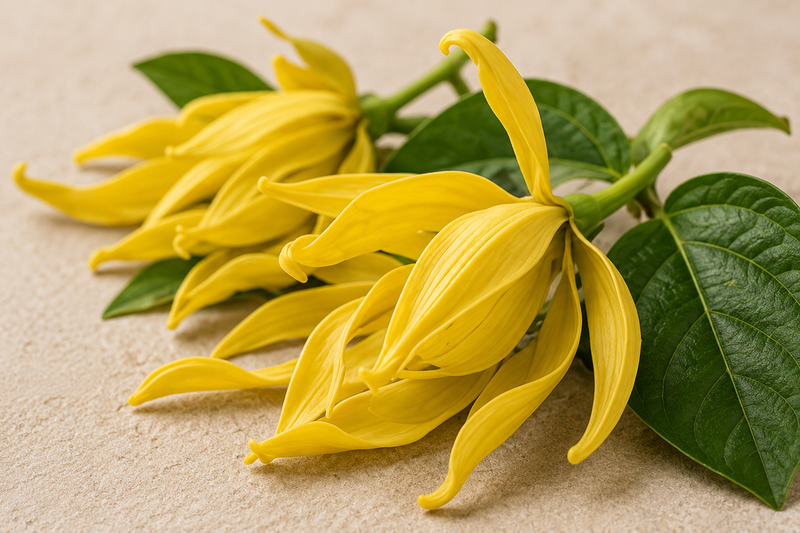 Ylang Ylang